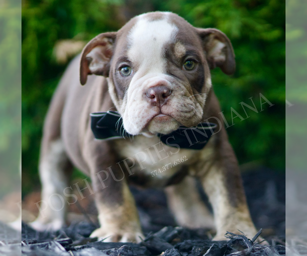 Medium Photo #3 Bulldog Puppy For Sale in WARSAW, IN, USA