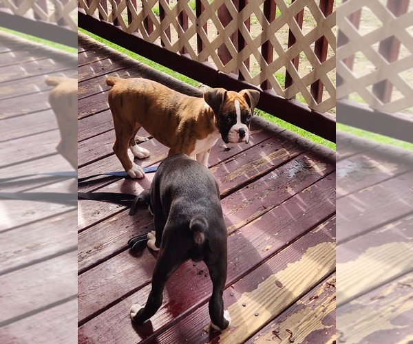 Medium Photo #6 Boxer Puppy For Sale in STAFFORD SPRINGS, CT, USA