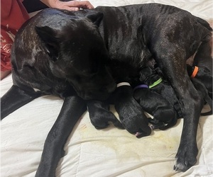 Cane Corso Puppy for sale in GATESVILLE, TX, USA