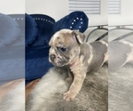 Small Photo #17 French Bulldog Puppy For Sale in LAS VEGAS, NV, USA