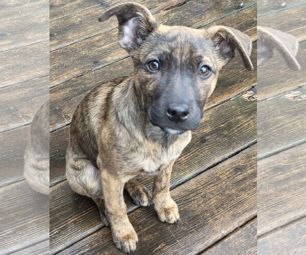 Medium Photo #2 Mutt Puppy For Sale in Brooklyn Center, MN, USA