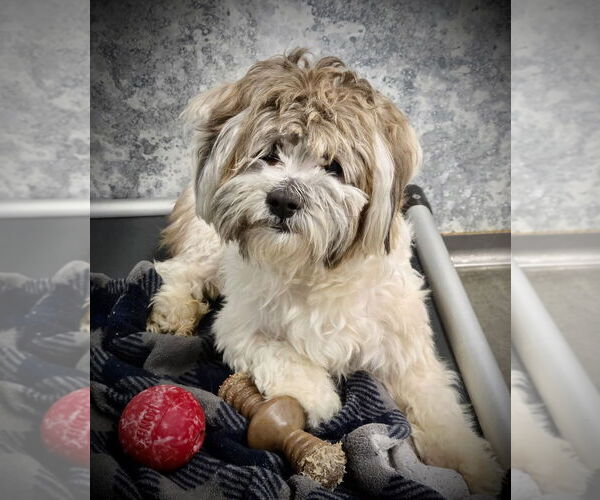 Medium Photo #1 Shih Tzu Puppy For Sale in Estherville, IA, USA