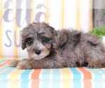 Small Photo #2 YorkiePoo Puppy For Sale in MOUNT VERNON, OH, USA
