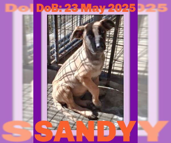 Medium Photo #21 German Shepherd Dog-Unknown Mix Puppy For Sale in Sebec, ME, USA