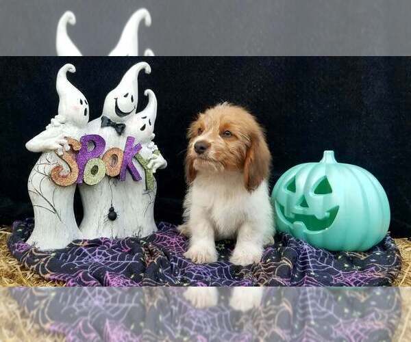 Medium Photo #1 Schweenie Puppy For Sale in BOWLING GREEN, KY, USA