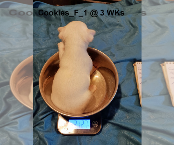 Medium Photo #4 Chihuahua Puppy For Sale in BELLE FOURCHE, SD, USA