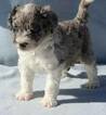 Small Photo #2 Aussiedoodle-Australian Shepherd Mix Puppy For Sale in PAHRUMP, NV, USA