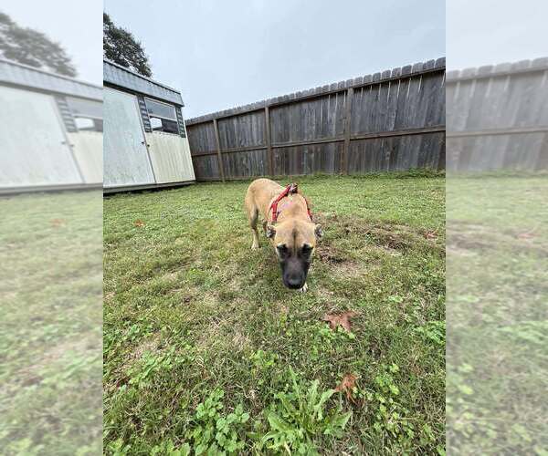 Medium Photo #4 Mutt Puppy For Sale in Imlay City, MI, USA