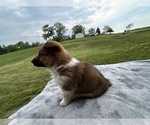 Small #6 Pembroke Welsh Corgi