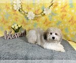 Small Photo #3 Poodle (Miniature) Puppy For Sale in COLORADO SPRINGS, CO, USA