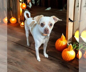 Lorenzo - Female Chihuahua-Unknown Mix Dog for Adoption - Photo #2