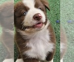 Small Photo #3 Australian Shepherd Puppy For Sale in NELSON, VA, USA
