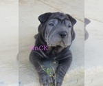 Puppy Binx Chinese Shar-Pei