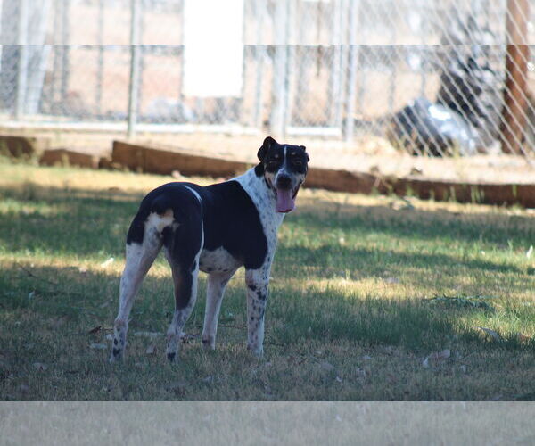 Medium Photo #3 German Shorthaired Pointer-Unknown Mix Puppy For Sale in El Centro, CA, USA