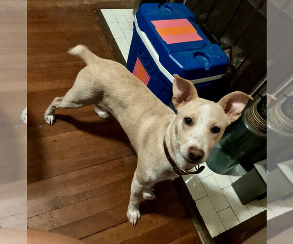 Medium Photo #2 Boxer-Shiba Inu Mix Puppy For Sale in Virginia Beach, VA, USA