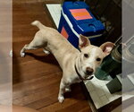 Small #1 Boxer-Shiba Inu Mix