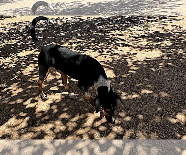 Medium Photo #3 Beagle Puppy For Sale in Apple Valley, CA, USA