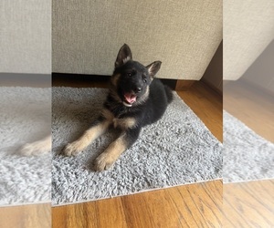 Medium German Shepherd Dog