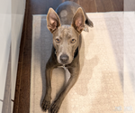 Small #8 Labrador Retriever Mix