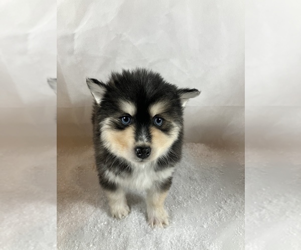 Medium Photo #5 Pomsky Puppy For Sale in TAMPICO, IL, USA