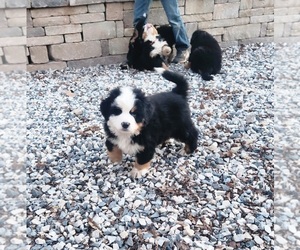 Bernese Mountain Dog Litter for sale in THOMASVILLE, PA, USA