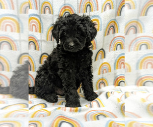 Aussiedoodle Miniature  Puppy for sale in SPARTA, MO, USA