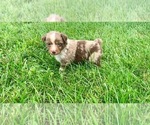 Small Photo #9 Miniature Australian Shepherd Puppy For Sale in PURDY, MO, USA