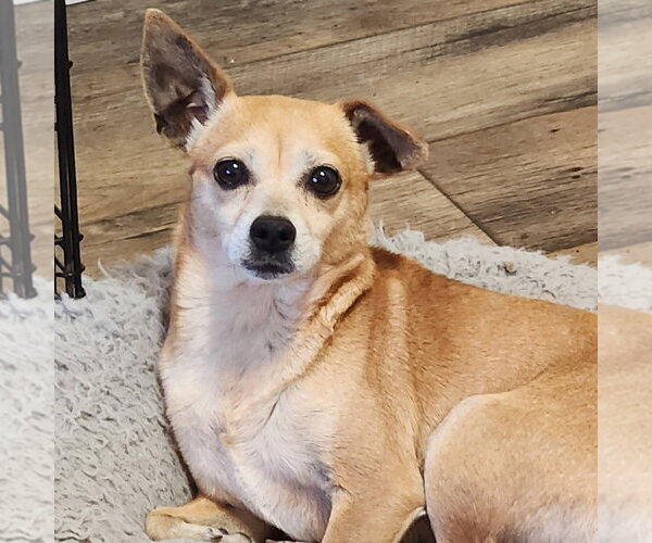 Medium Photo #1 Chihuahua Puppy For Sale in Walnutport, PA, USA
