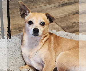 Chihuahua Dogs for adoption in Walnutport, PA, USA