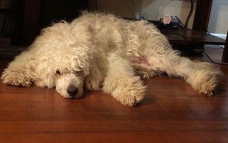 Mother of the Goldendoodle puppies born on 12/08/2017