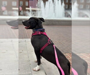 Brenda *Adopt* - Female American Staffordshire Terrier-Unknown Mix Dog for Adoption - Photo #10