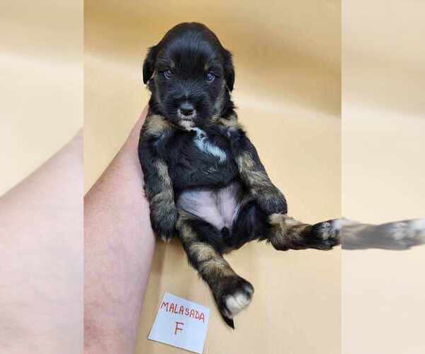 Medium Photo #1 Tibetan Terrier Puppy For Sale in DORENA, OR, USA