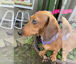 Small #2 Dachshund
