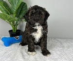 Small Photo #5 Aussiedoodle Miniature  Puppy For Sale in FRANKLIN, IN, USA