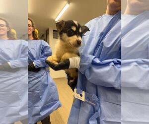 Siberian Husky-Unknown Mix Dogs for adoption in Calgary, Alberta, Canada
