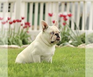 Father of the French Bulldog puppies born on 03/21/2026