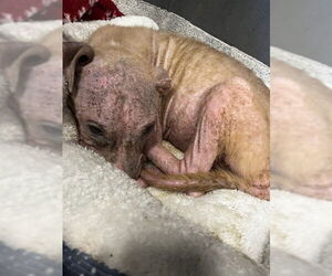 American Staffordshire Terrier-Unknown Mix Dogs for adoption in Tallahassee, FL, USA