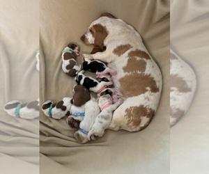 Basset Hound Litter for sale in FORSYTH, GA, USA