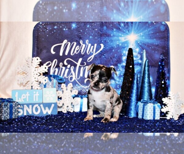 Medium Photo #23 Chihuahua Puppy For Sale in CHARLESTON, AR, USA