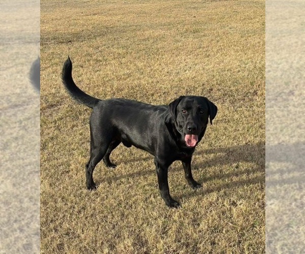 Medium Photo #1 Labrador Retriever Puppy For Sale in SHAWNEE, OK, USA