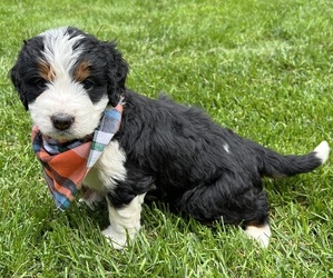Bernedoodle-Bernese Mountain Dog Mix Puppy for sale in ERIE, CO, USA