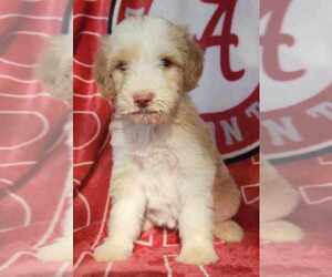 Aussiedoodle Puppy for sale in UNION GROVE, AL, USA