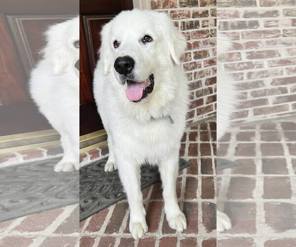 Medium Photo #4 Great Pyrenees Puppy For Sale in Houston, TX, USA