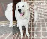 Small #3 Great Pyrenees
