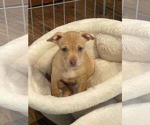 American Pit Bull Terrier-Unknown Mix Dogs for adoption in Polson, MT, USA