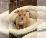 Small American Pit Bull Terrier-Chihuahua Mix