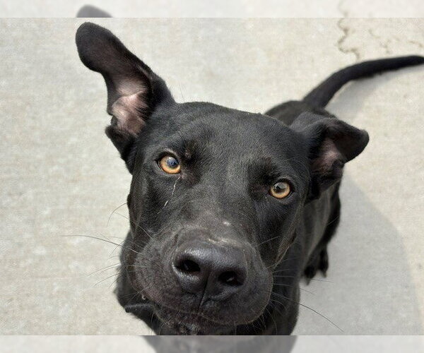 Medium Photo #1 Labrador Retriever-Unknown Mix Puppy For Sale in Tulsa, OK, USA