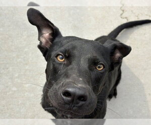 Labrador Retriever-Unknown Mix Dogs for adoption in Tulsa, OK, USA