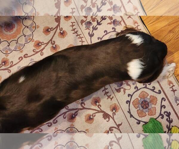 Medium Photo #8 Brittany Puppy For Sale in Curwensville, PA, USA