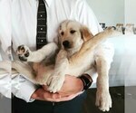 Small Photo #8 Labradoodle Puppy For Sale in MIDDLETON, ID, USA